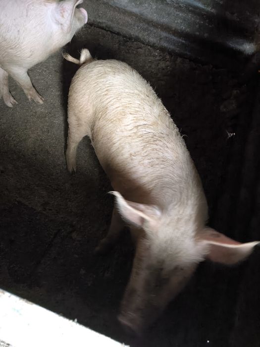 Продавам малки прасенца