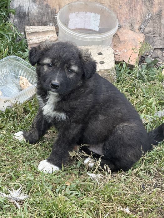 В добрые руки щеночков