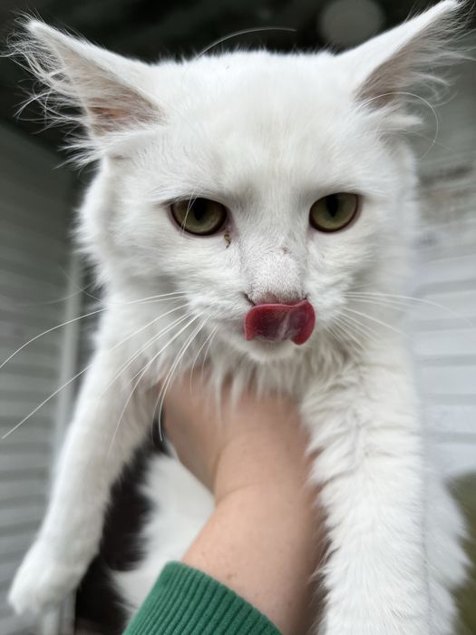 Турецкая ангора в добрые руки