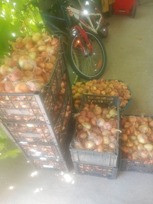 Ceapa de vanzare