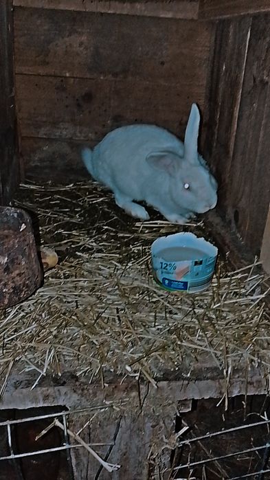 Schimb iepuri de 5 luni cu uriaș german  din zona reghin