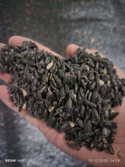 Продам семечки чистые сухие