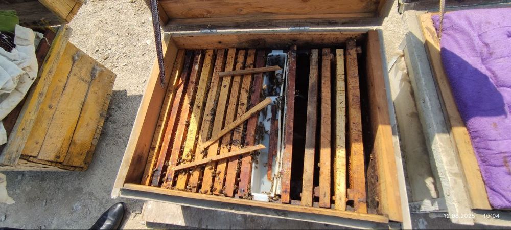 Asalari oilasi sotiladi