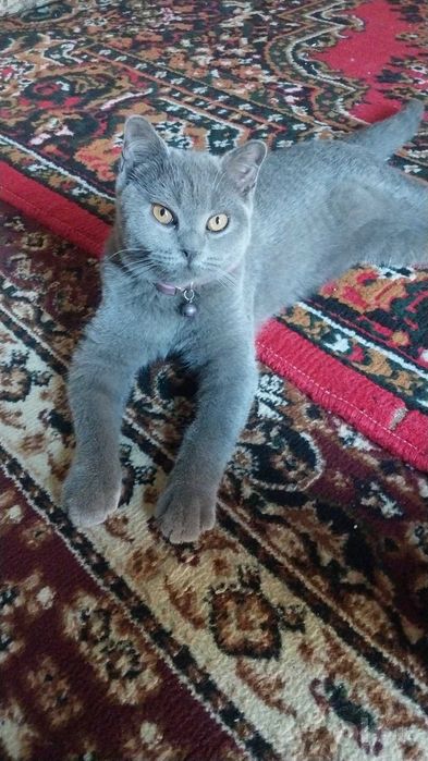 Mushuk sog'ligida muammo yoq