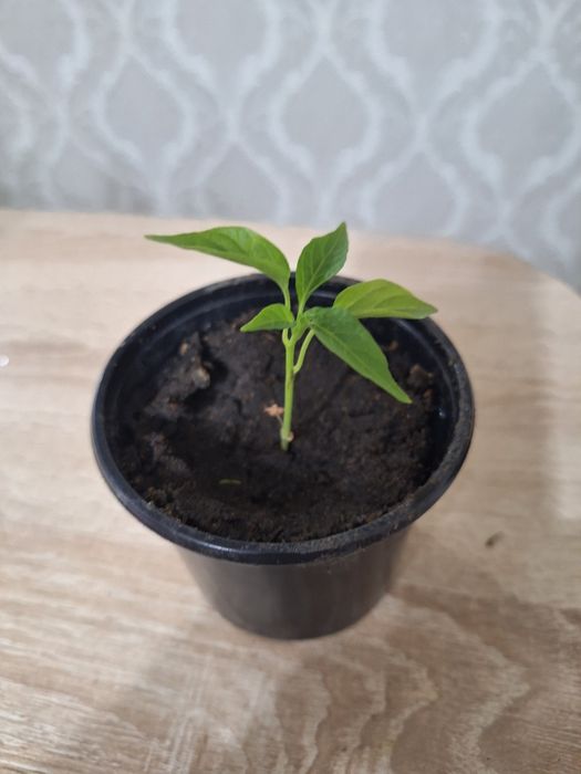 Продается декоративный горький перец