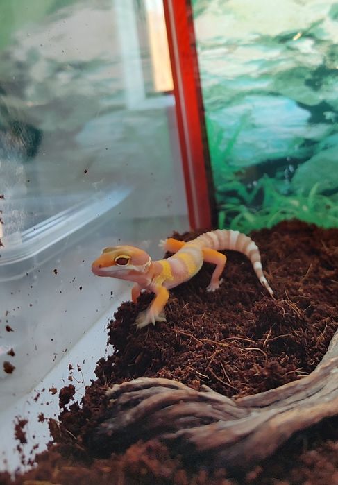 Эублефар. Малыш. Продается.