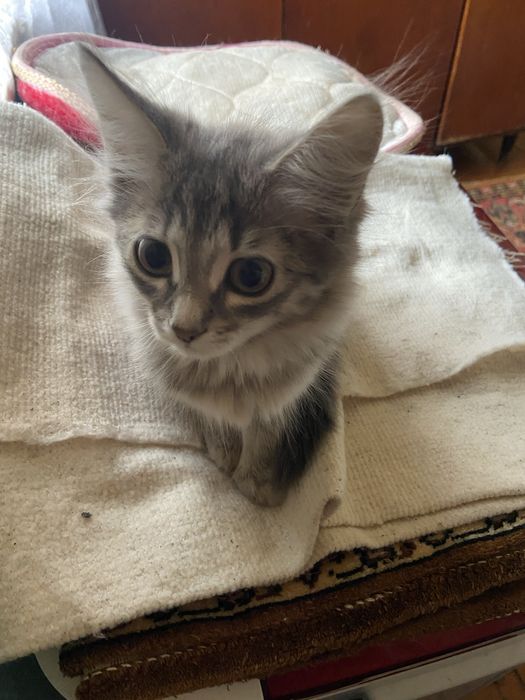 Отдам котят в добрые руки