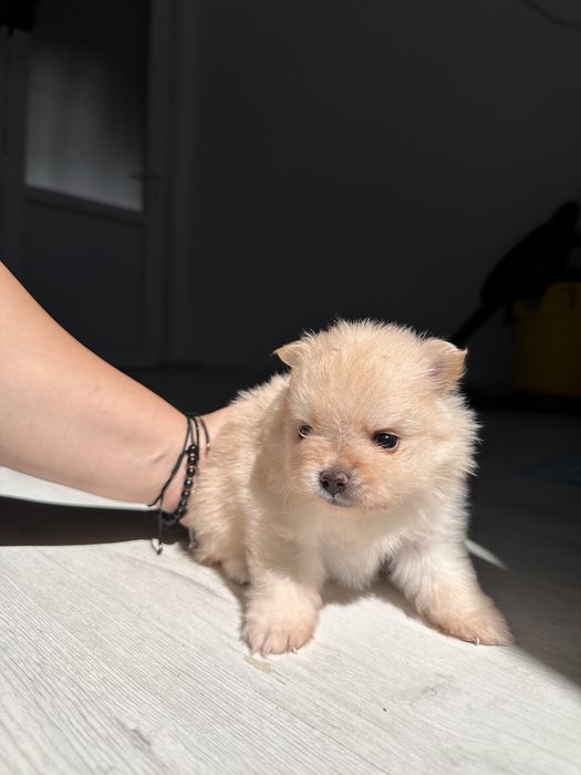 Pui Pomeranian - rezervare