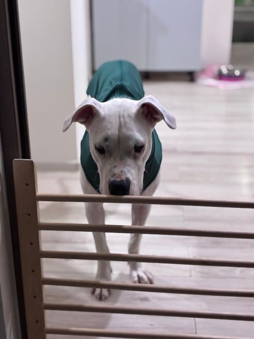 Donez Femela Dog Argentinian, varsta 7 luni