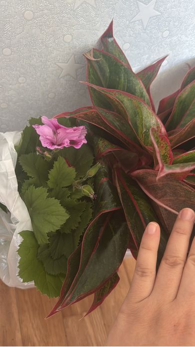 Продам герань разные королевкий