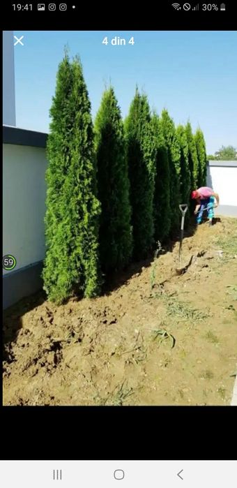 vând plante ornametale