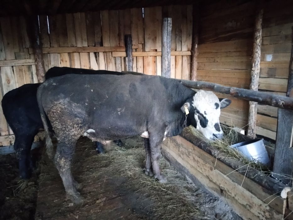 Продам быка комолый
