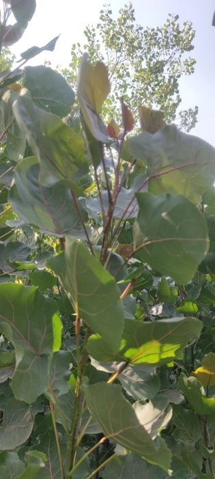 Кизил терак киримдики ( красный топол)