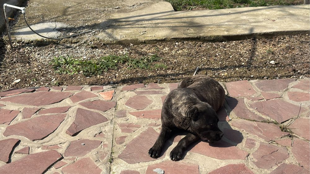 Щенок кане корсо