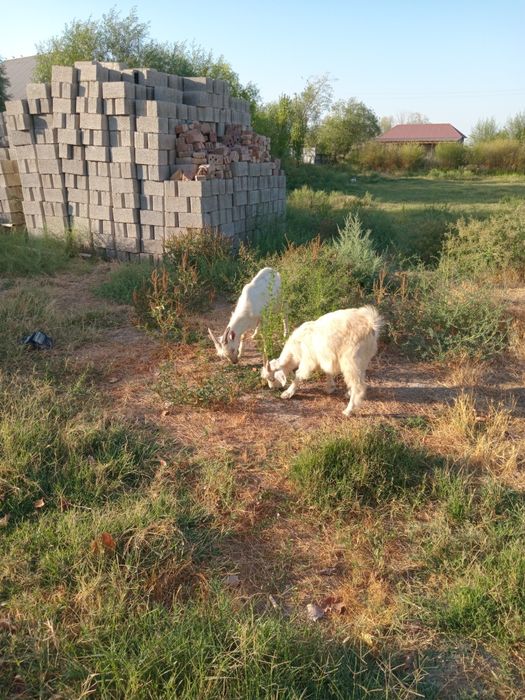 Занен сүтті ешкінің балдары
