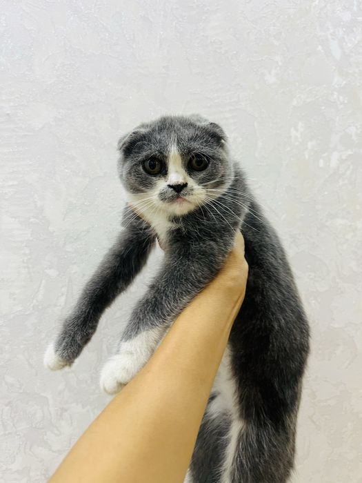 Продаётся кошка девочка