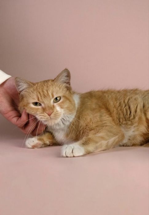 Бро Броша Брошенька