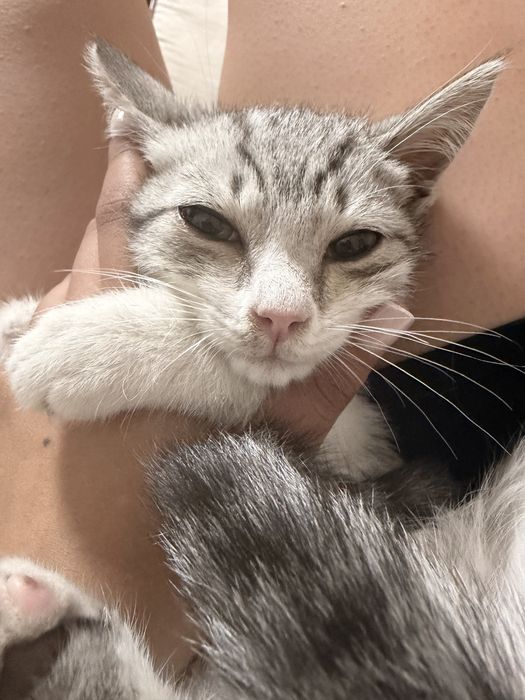 Отдам котенка в хорошие руки