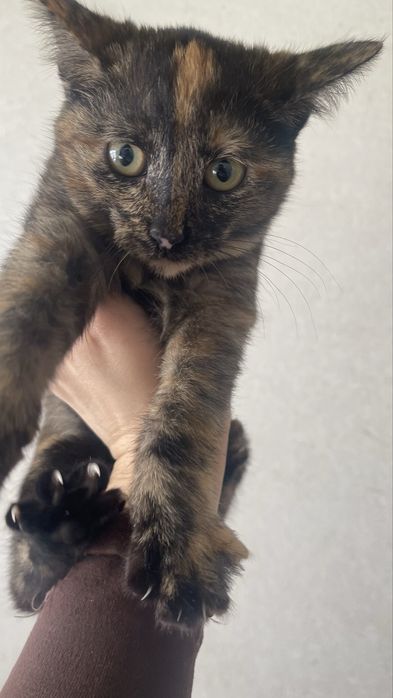 Бесплатно котята