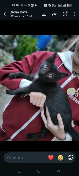 Кошечку в добрые руки