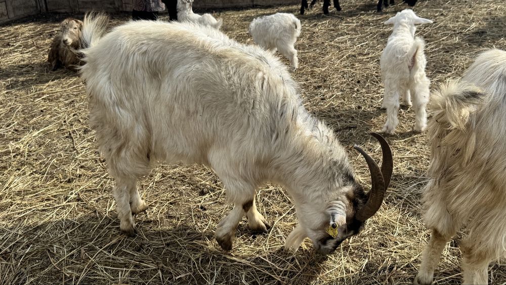 Ешкілер лақтарымен сатылады торг бар
