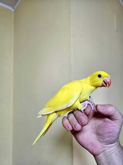 Puișori Micul Alexander ( Psittacula krameri )