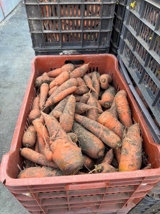 morcovi 1 leu/kg - cartofi 2 lei/kg - cartofi pt semanat 1.5 lei/kg