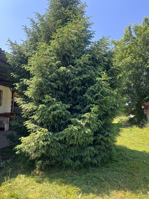 Елка Picea abies (ель)