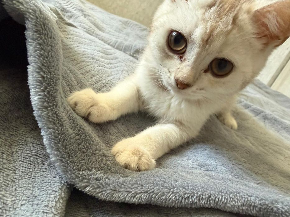 Милый        Котенок
