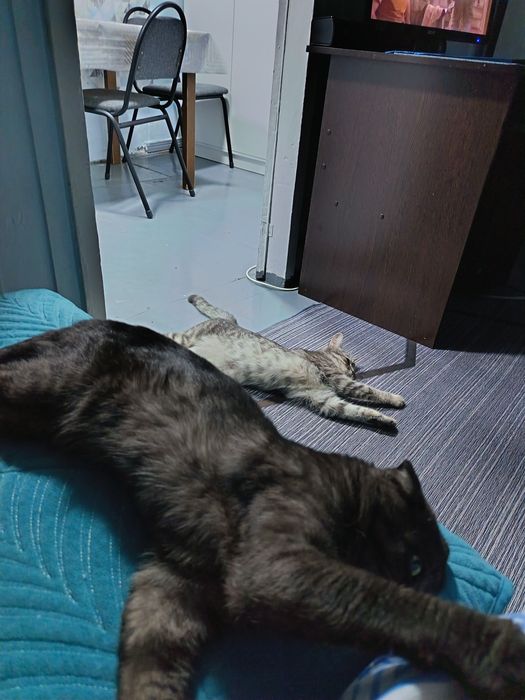 Отдам даром Котик и Кошка