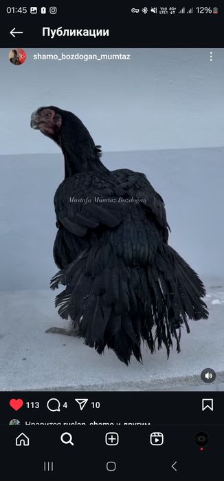 Xon azill parrot индийски азил