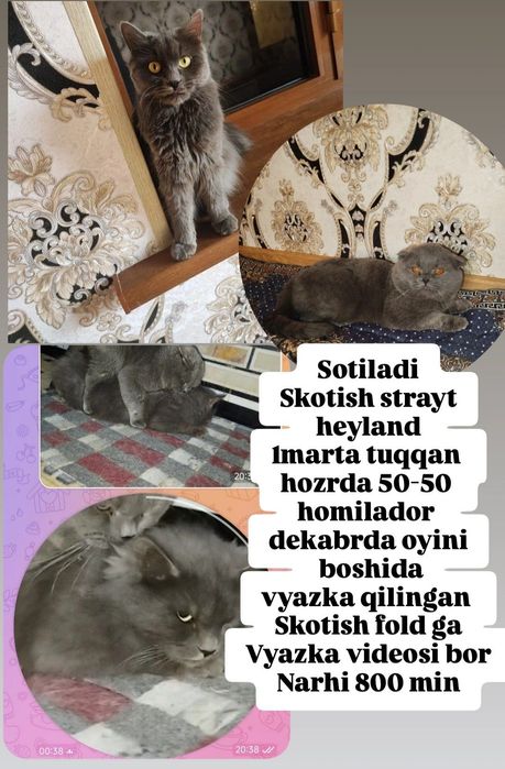 Heyland strayt qiz bola mushuk sotiladi