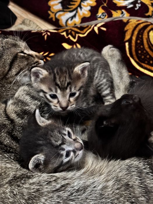 Отдам котят в добрые руки
