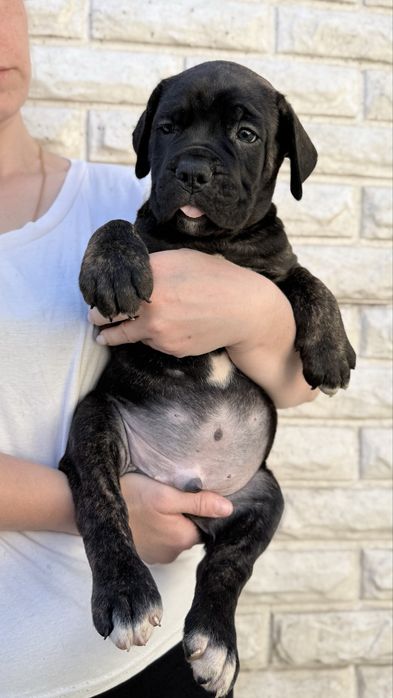 Italian Cane Corso