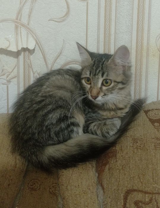 Отдам котенка в добрые руки