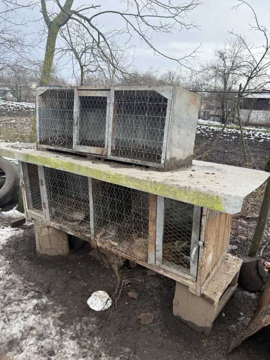 Vand cuști pentru iepuri