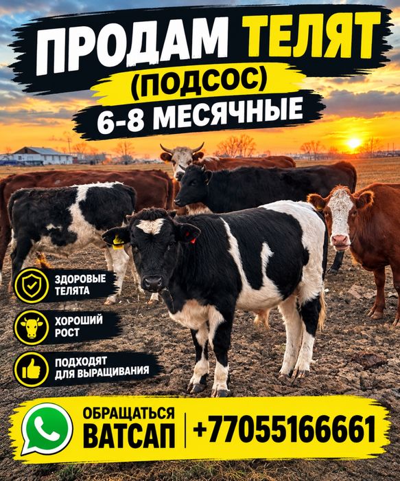 Подсосные телята