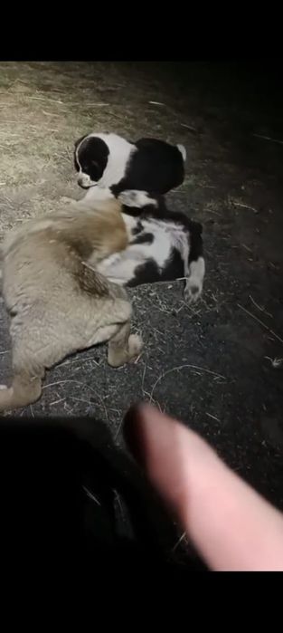 Легендарные щенки 3 кратного Чемпиона