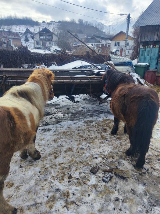 Schimb doi ponei cu o poneiță și un cal