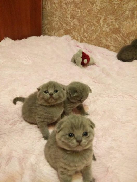 Скоттиш фолд котята