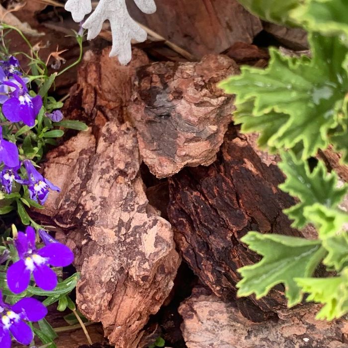 Мульча березовая кора