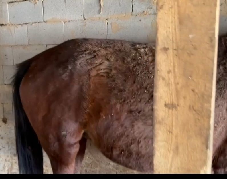 Продам лошадь (кобыла)