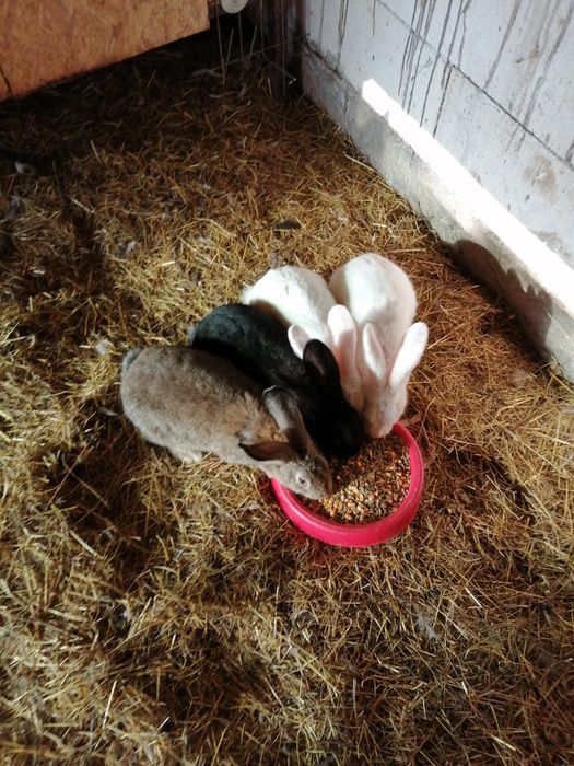 Cocosi Australorp