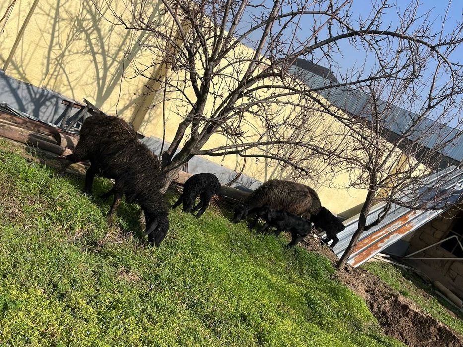 3 қозылы қой, бағасы 1 басқа алғанда