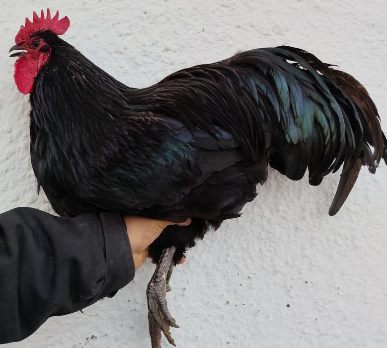 Australorp rasa pura