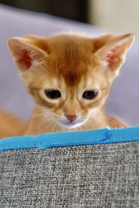 Абиссинские котята