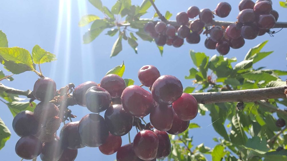 Продава се Земеделски имот в Асеновград -  кв.м за 1943 €/дка - Снимка #7