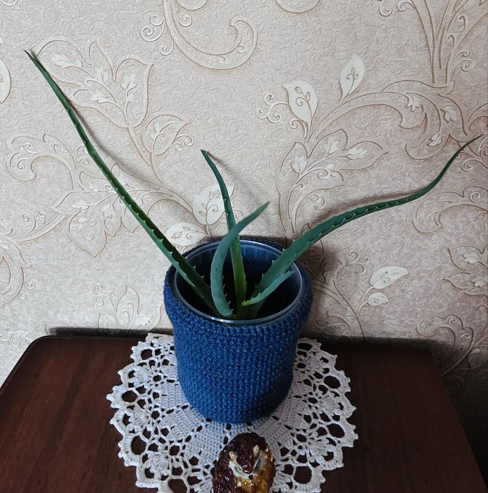 Алоэ укорененный