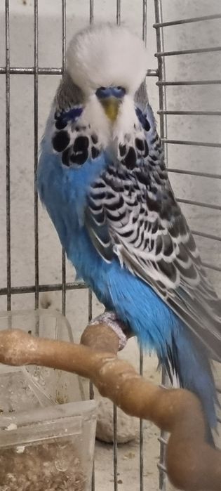 PAPAGAL Perus /Peruşi Standard ,Comuni 100 perechea