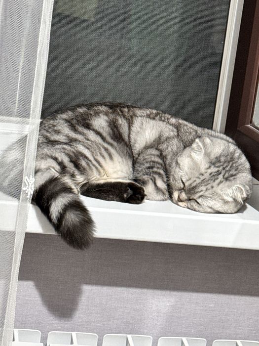 Кошка Скоттиш страйт